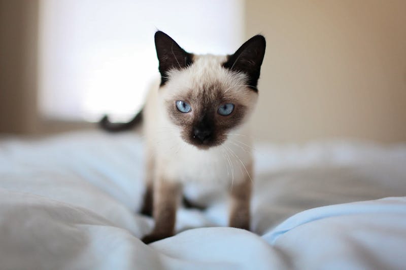 Tipos de arena para gatos