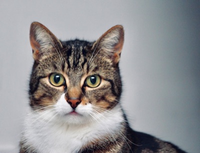 Mejor arenero automático para gatos