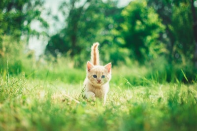 Cómo eliminar el olor a gato en casa
