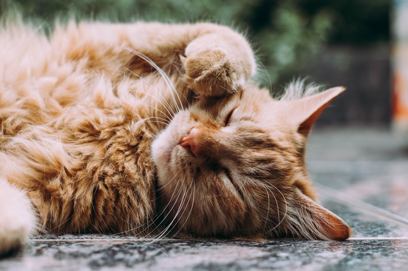 Quitar pelo de gato