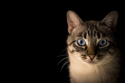 Cada cuánto bañar a un gato