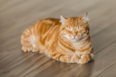 Cómo quitar el pelo de gato de ropa y muebles