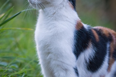 Cómo hacer arena para gatos casera