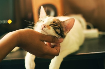 Qué tipo de arena elegir para tu gato