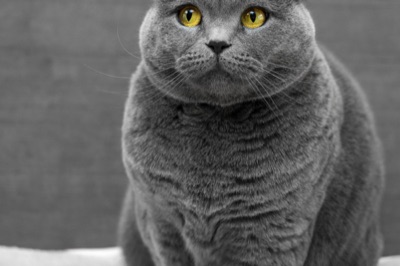 Probado con gatos reales