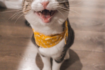 Mejor arenero para gatos calidad precio 2026