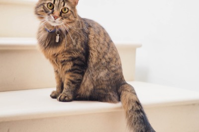 Cada cuánto cambiar la arena del gato (tabla)