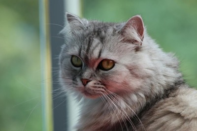 Purificador de aire para gatos: 5 mejores 2026